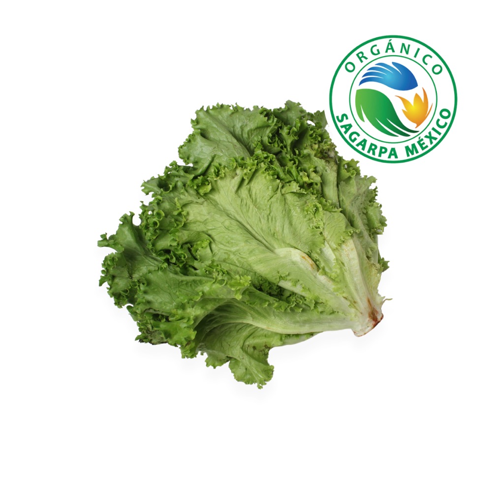 Lechuga China Orgánica Certificada