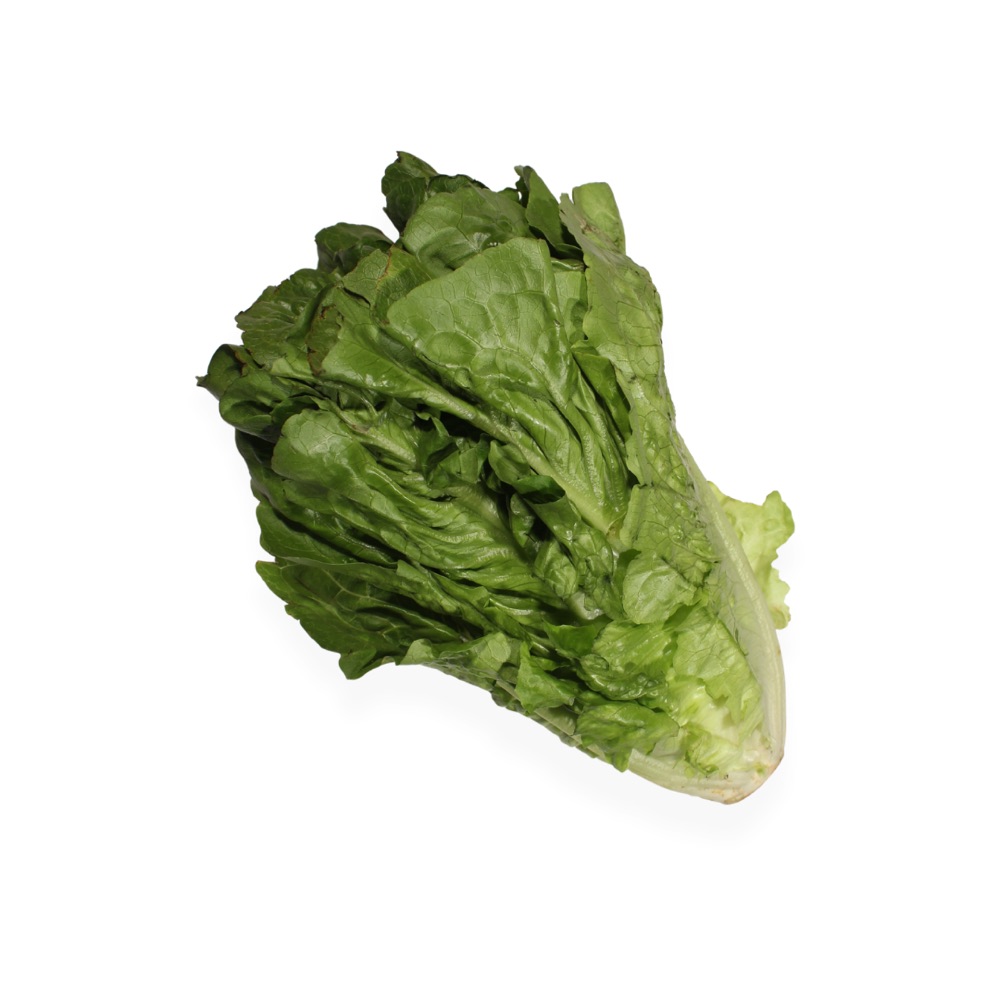 Lechuga Orejona Agroecológica