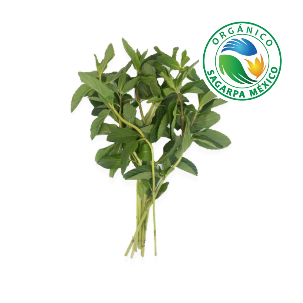Menta Orgánica