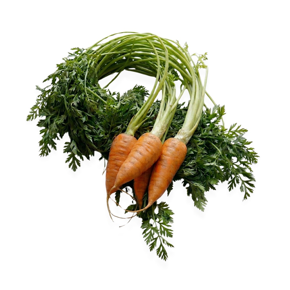 Zanahoria